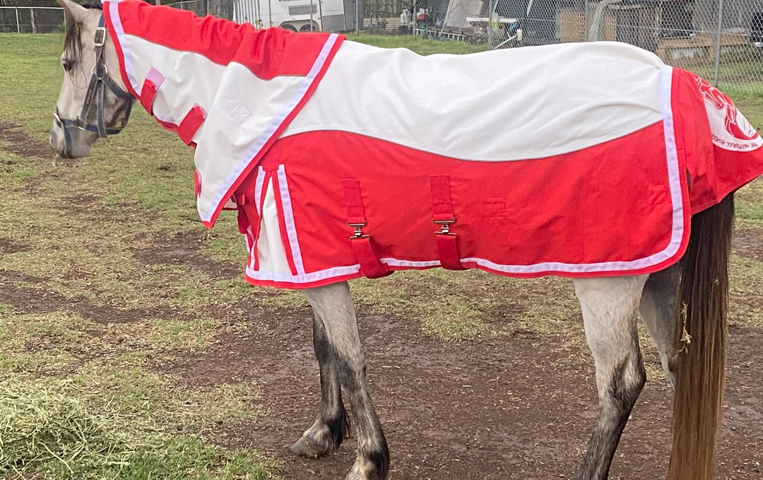 Pony Range 1200 Denier turnout rug on sale 50% off